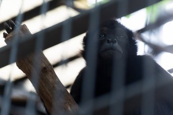 Hol lakik a pókmajom? Telefonos alkalmazás révén is megtudhatjuk