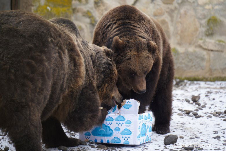 Népi időjóslás a klímaváltozás korában: előbújtak a medvék, kiderült, meddig tart még a tél