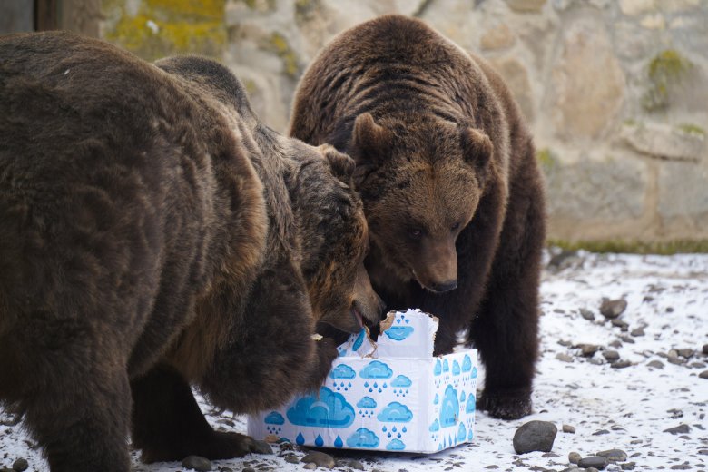 Népi időjóslás a klímaváltozás korában: előbújtak a medvék, kiderült, meddig tart még a tél
