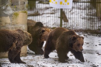 A medvék kerülnek középpontba február elején a Marosvásárhelyi Állatkertben