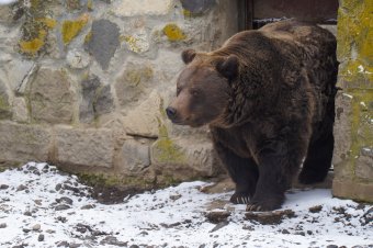 Kijöttek ugyan a mackók a barlangjukból, de nem látták meg az árnyékukat