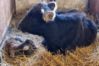 Reménynek nevezték el a kis borjút, nemhiába