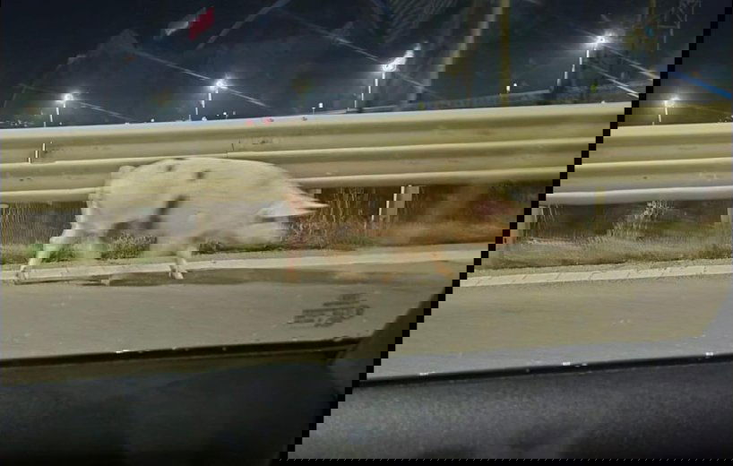 Autópályán csatangolt egy disznó