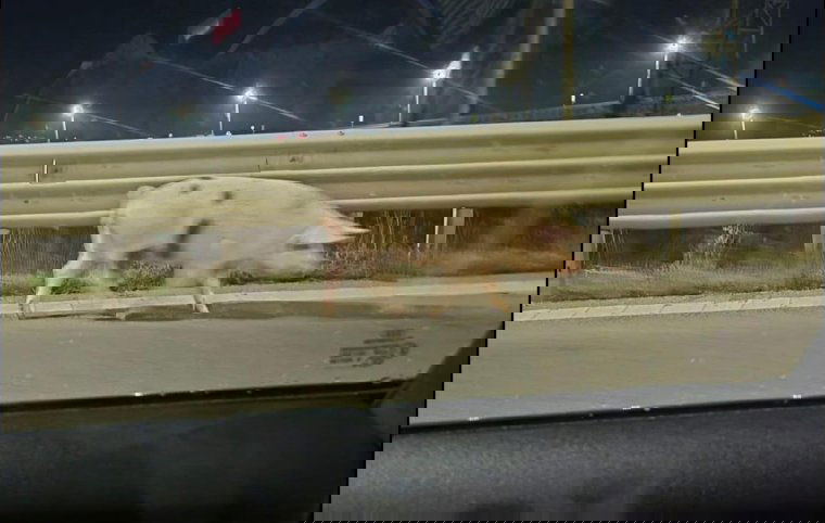 Autópályán csatangolt egy disznó