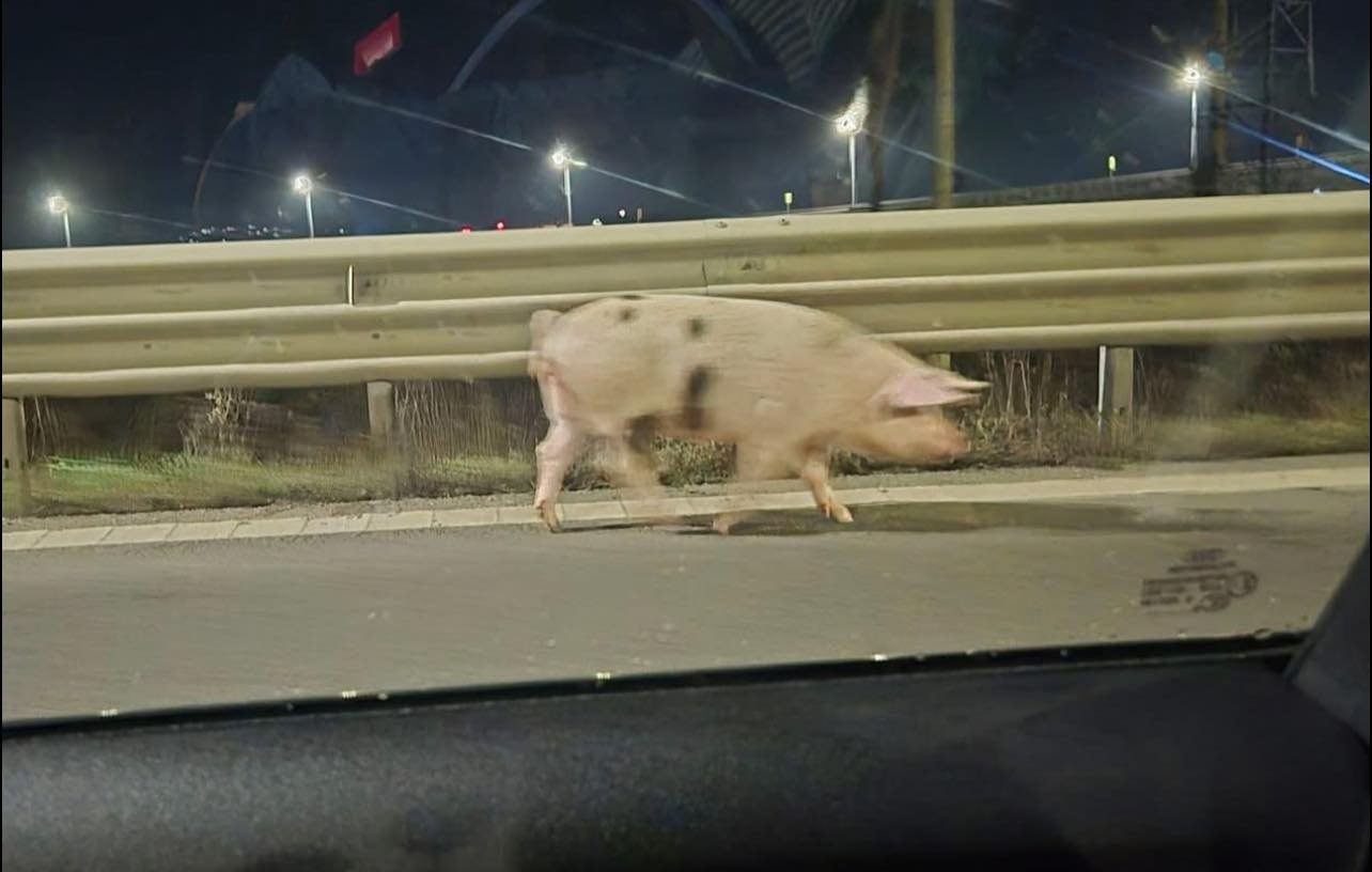 Az autópálya leállósávján gyalogolt a termetes sertés &bullet;  Fotó: Info Trafic Maros