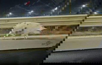 Autópályán csatangolt egy disznó