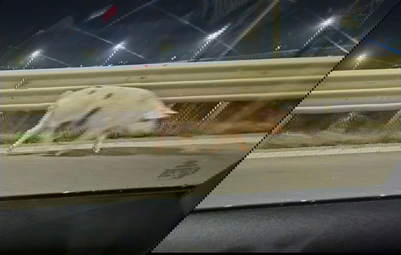 Autópályán csatangolt egy disznó