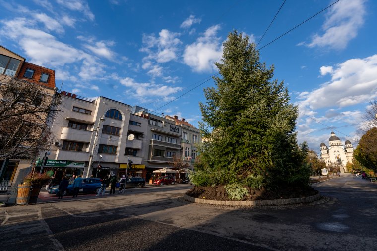 Gyönyörű fenyőfa jelzi Marosvásárhelyen, hogy hamarosan kezdődik az advent