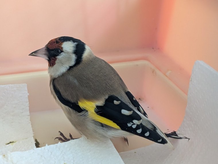 Ragasztócsapdával fogták be az énekesmadarakat, amiket pénzzé akartak tenni