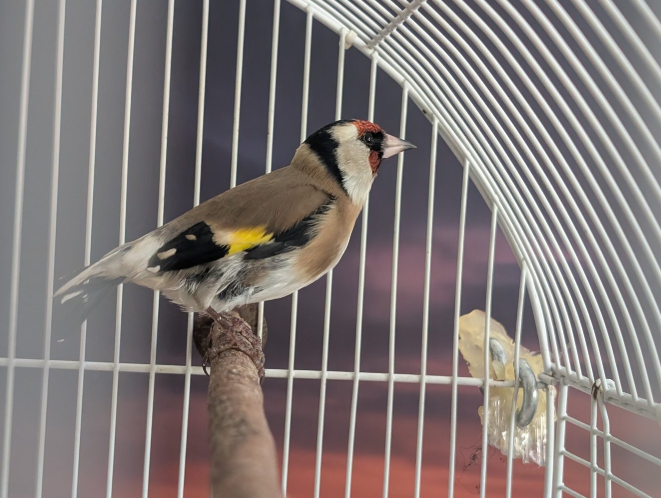 •  Fotó: Milvus Csoport