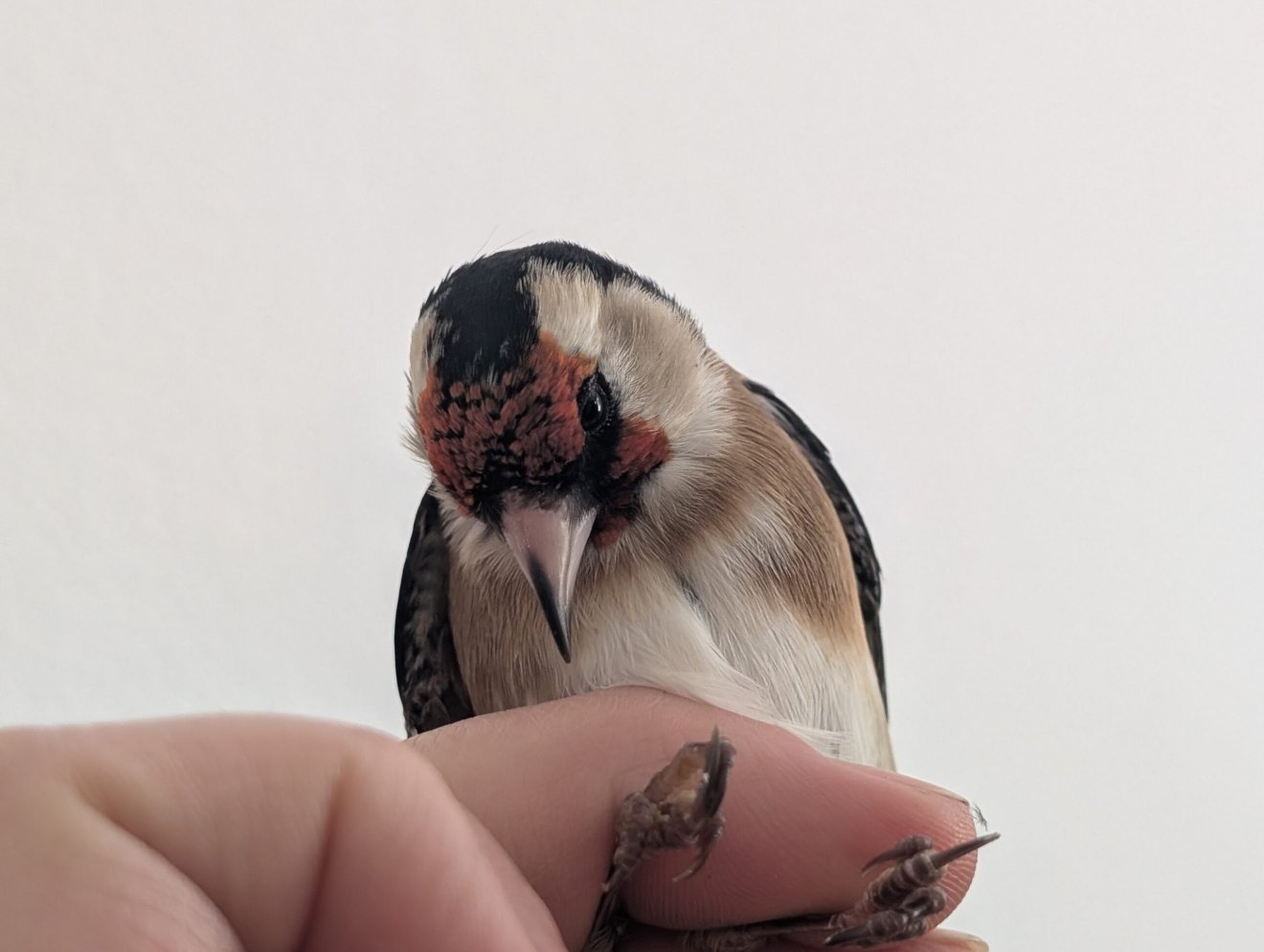 •  Fotó: Milvus Csoport