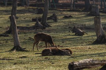 Többet kell fizetni jövőtől az állatkerti és víkendtelepi belépésre Marosvásárhelyen