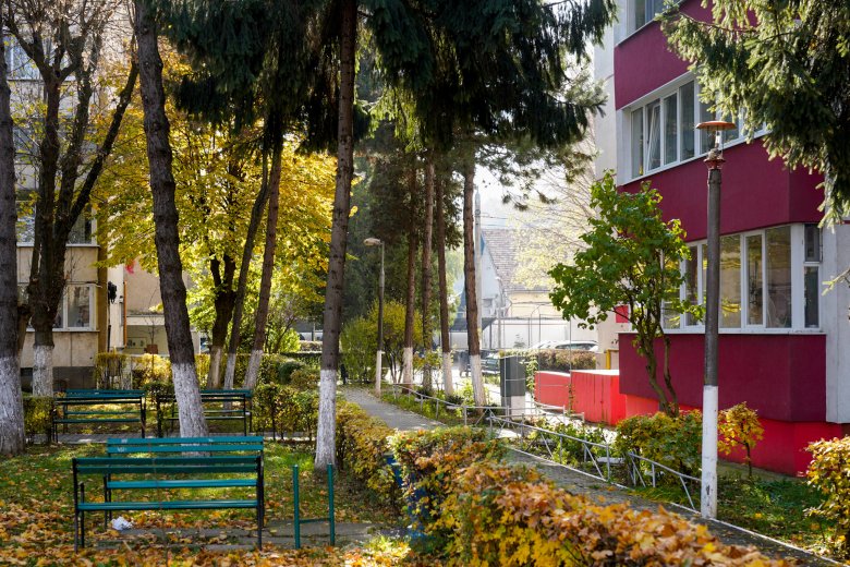 Diófákat csak engedéllyel lehet kivágni, a fenyőfáknak pedig semmi keresnivalójuk a városi zöldövezetekben