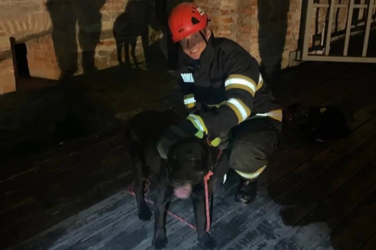 Csatornába esett kutyát mentettek a tűzoltók