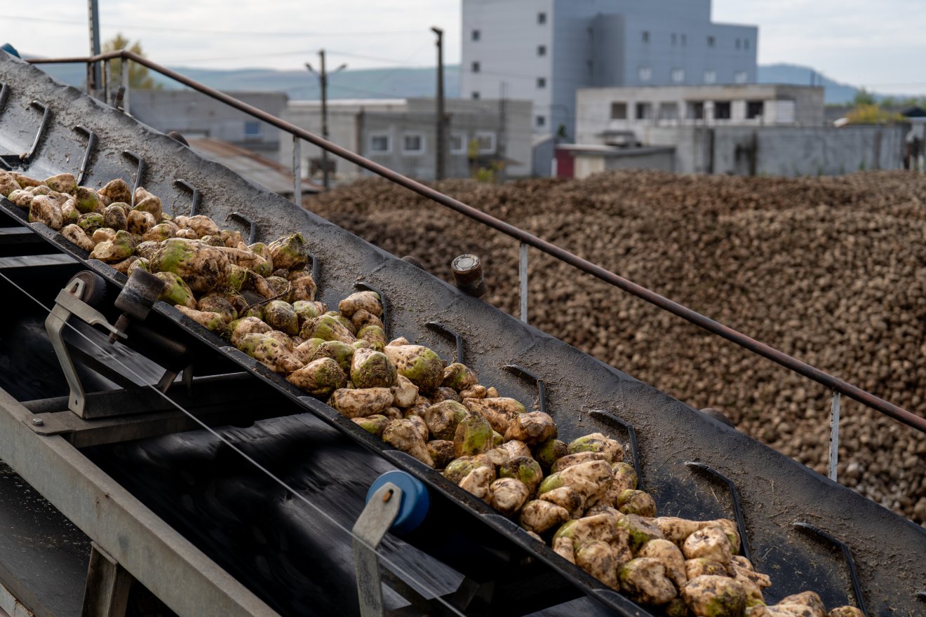 Halmokban áll a marosludasi gyárudvaron az alapanyag &bullet;  Fotó: Haáz Vince