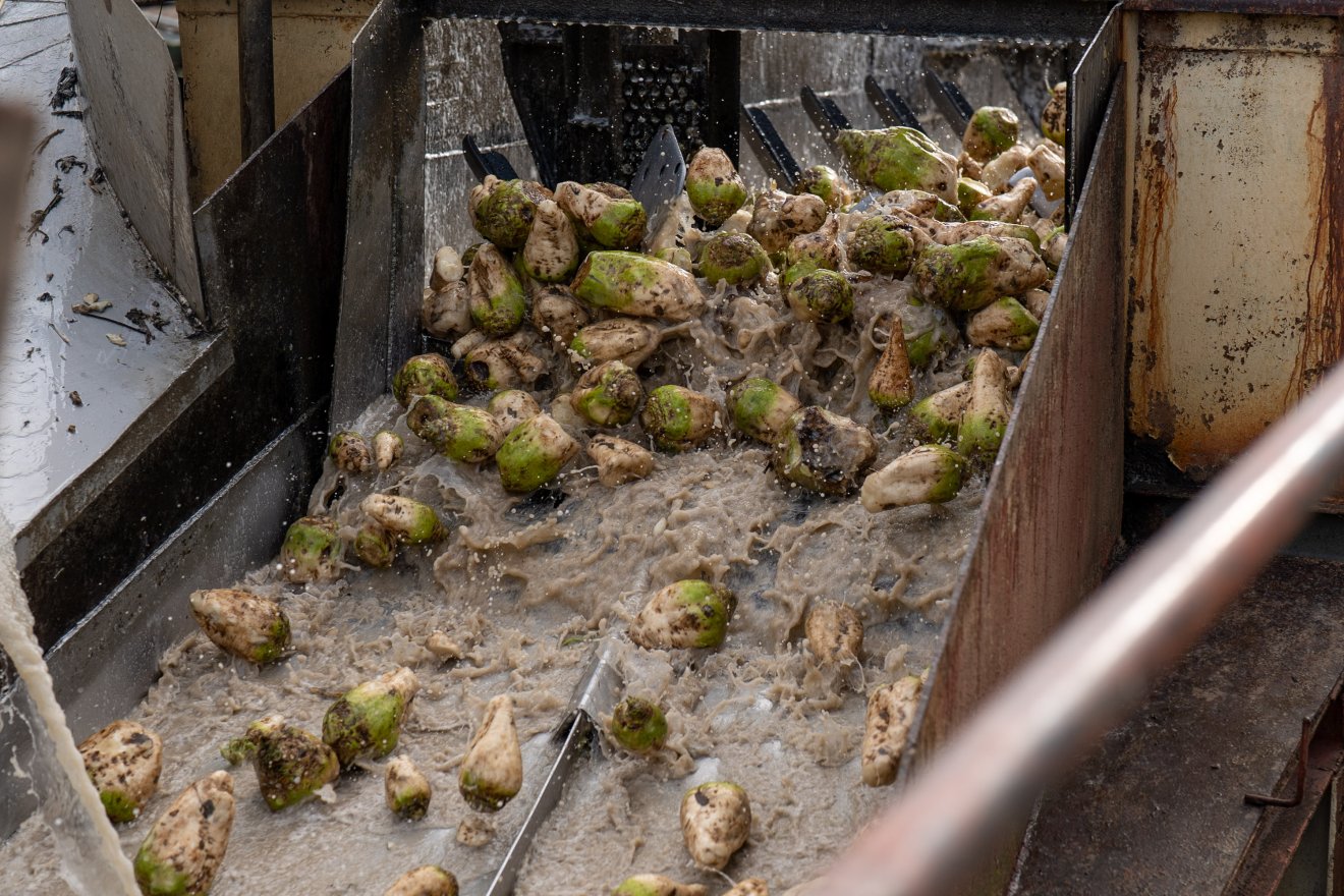 A marosludasi cukorgyárban. Tisztítják az alapanyagot &bullet;  Fotó: Haáz Vince