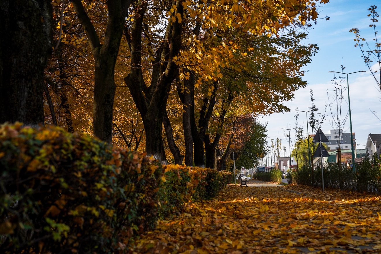 Marosvásárhely ősszel. Levélszőnyeg városszerte •  Fotó: Haáz Vince