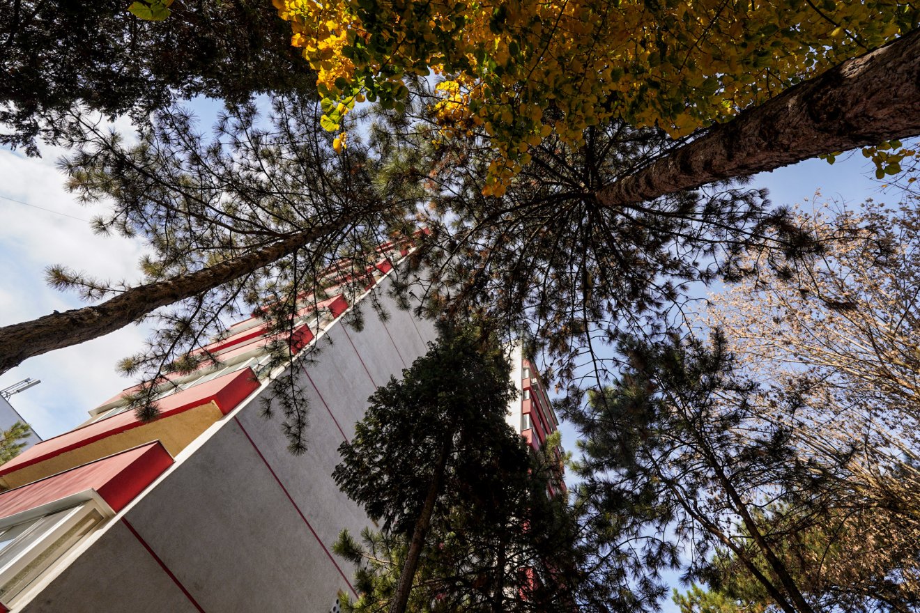 Közel vannak, árnyékot tartanak, de egészségesek, ezért nem lehet kivágni őket •  Fotó: Haáz Vince