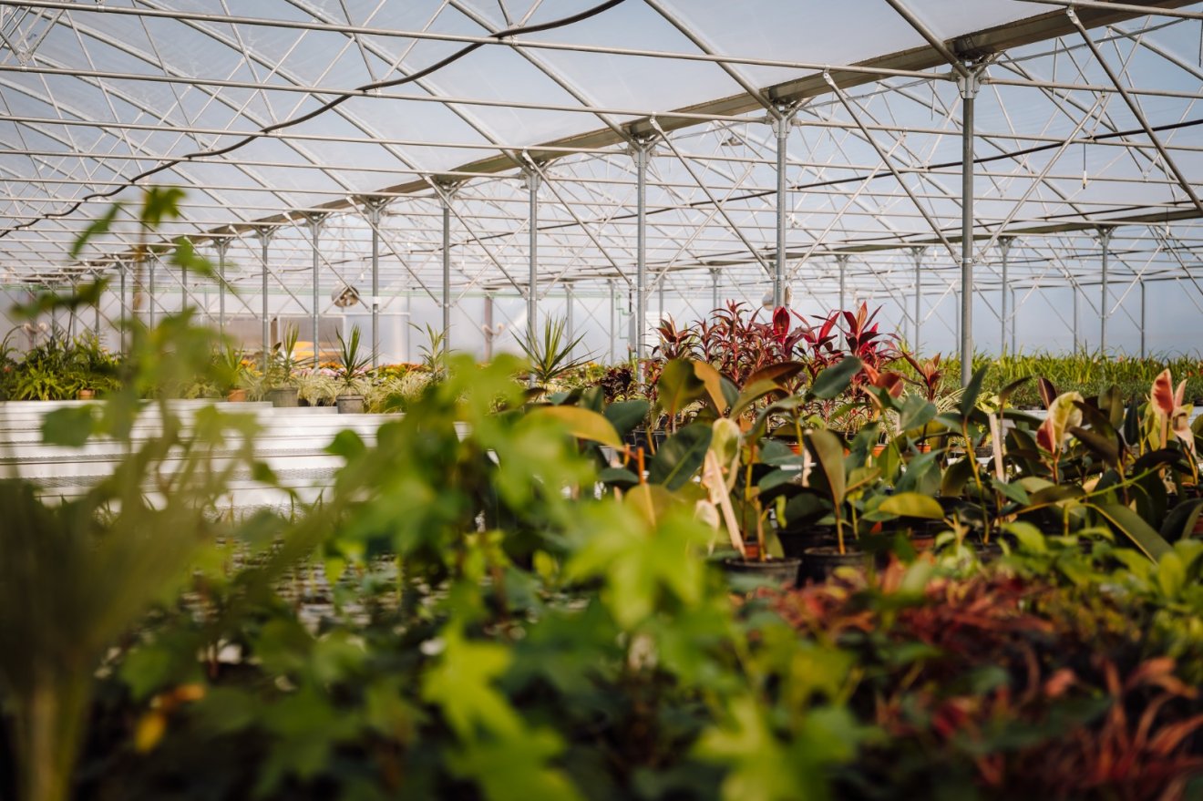 Szaporítanak, dugványoznak, hogy egyre több legyen •  Fotó: Soós Zoltán közösségi oldala