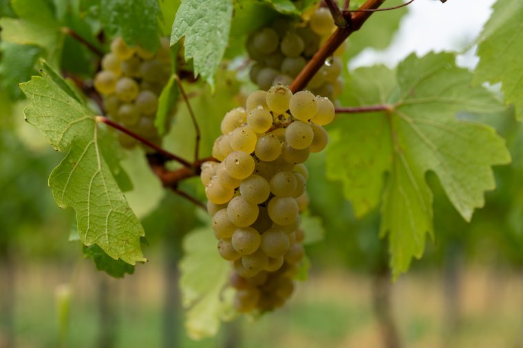 A jó bor a metszőollónál kezdődik