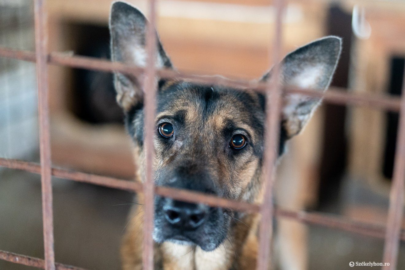 •  Fotó: Haáz Vince