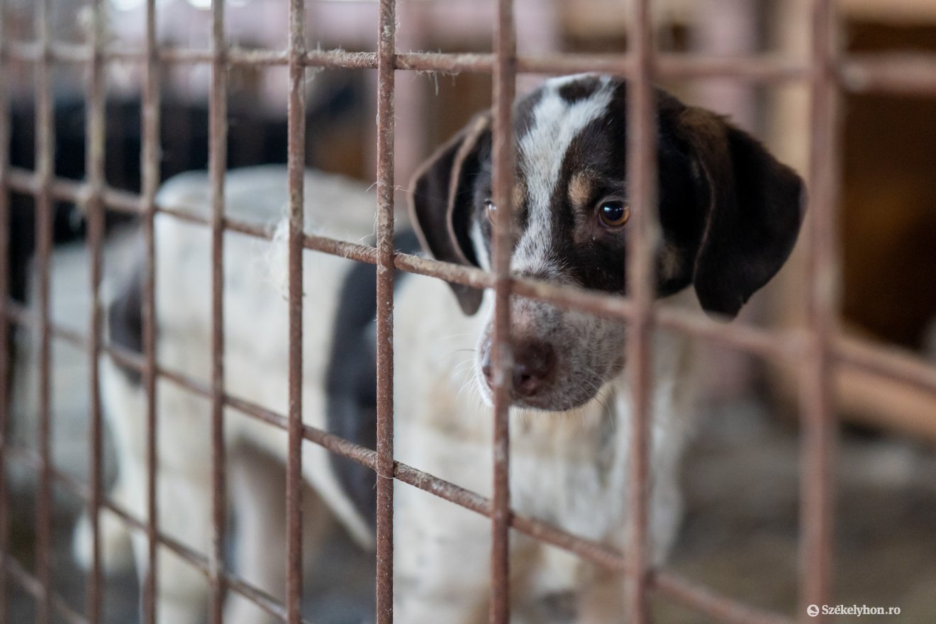 •  Fotó: Haáz Vince