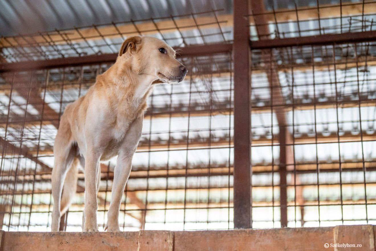 •  Fotó: Haáz Vince