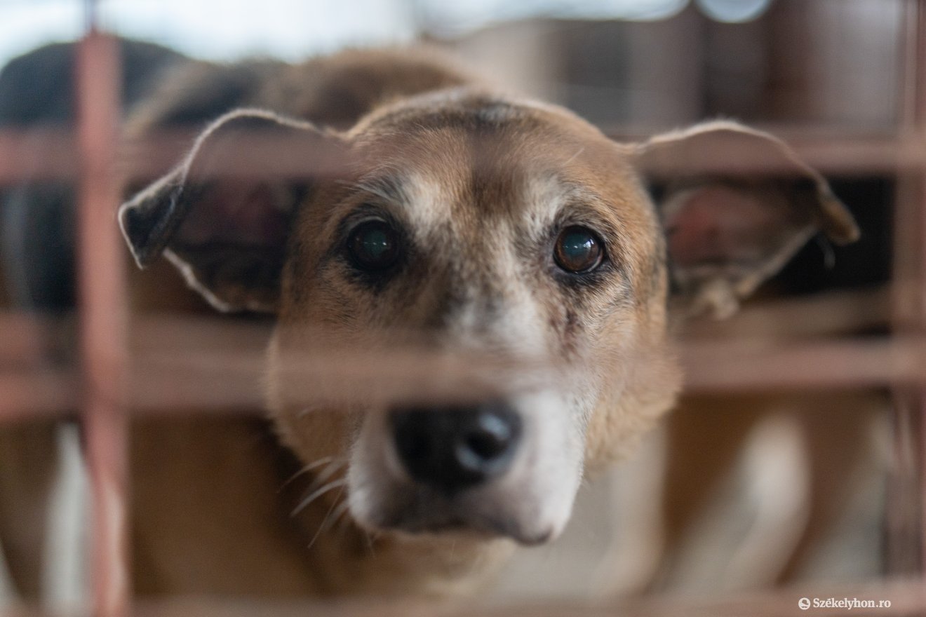 •  Fotó: Haáz Vince