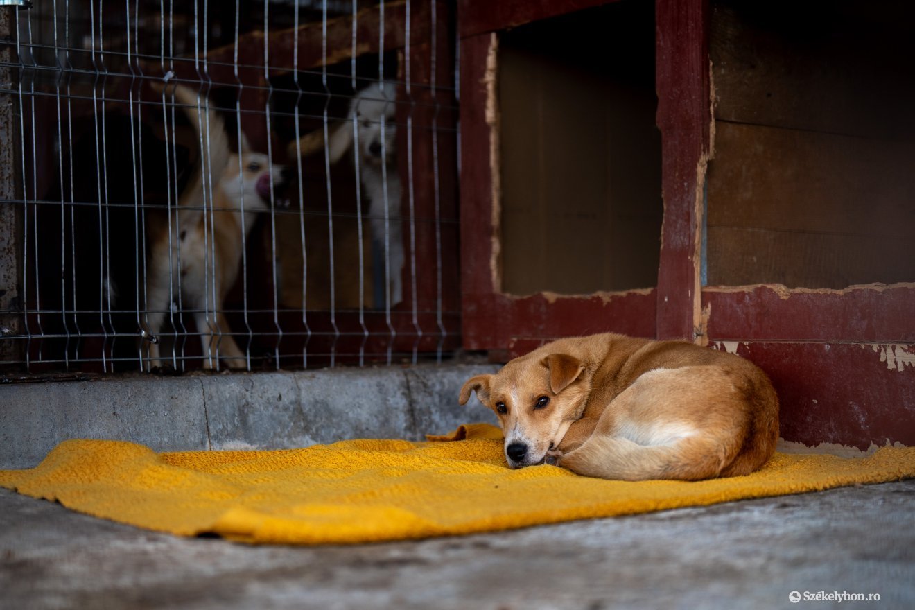 Legyen egy hely, ahol minden kidobott állatot ellátnak •  Fotó: Haáz Vince