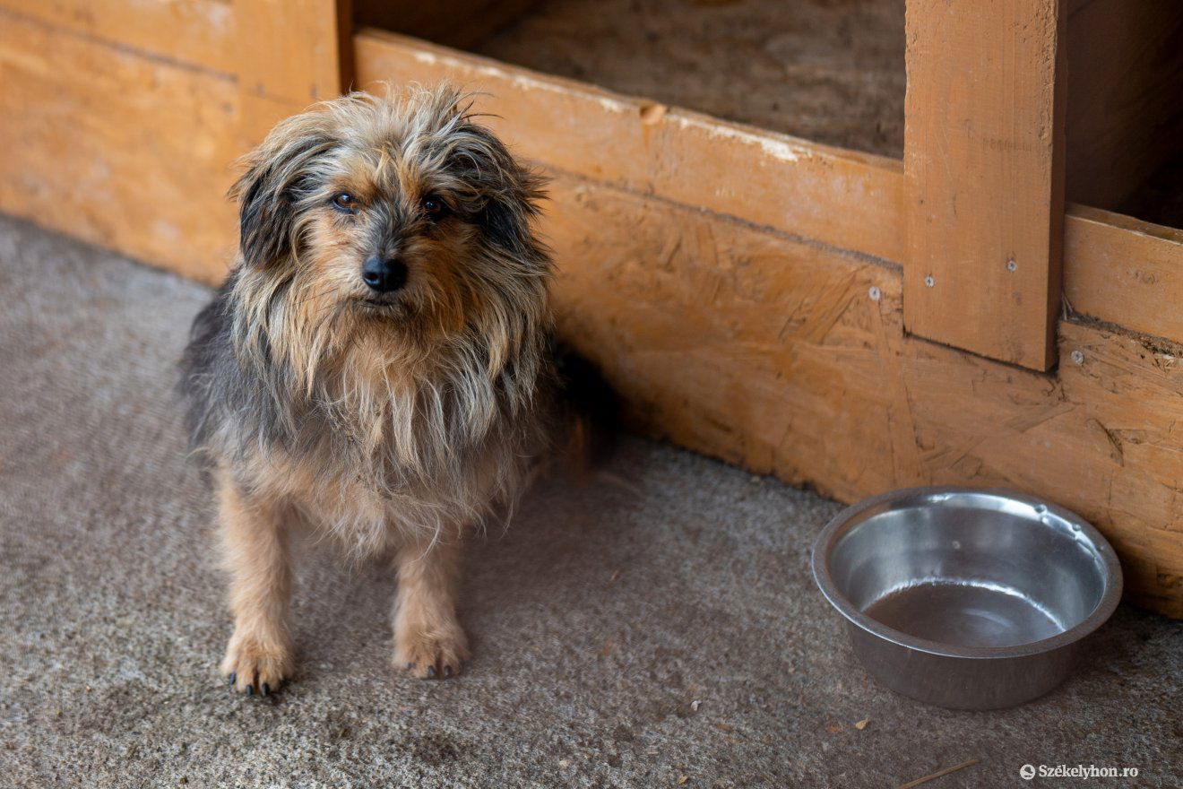 A mindennapi élelem minden élőlénynek kijár • Fotó: Haáz Vince