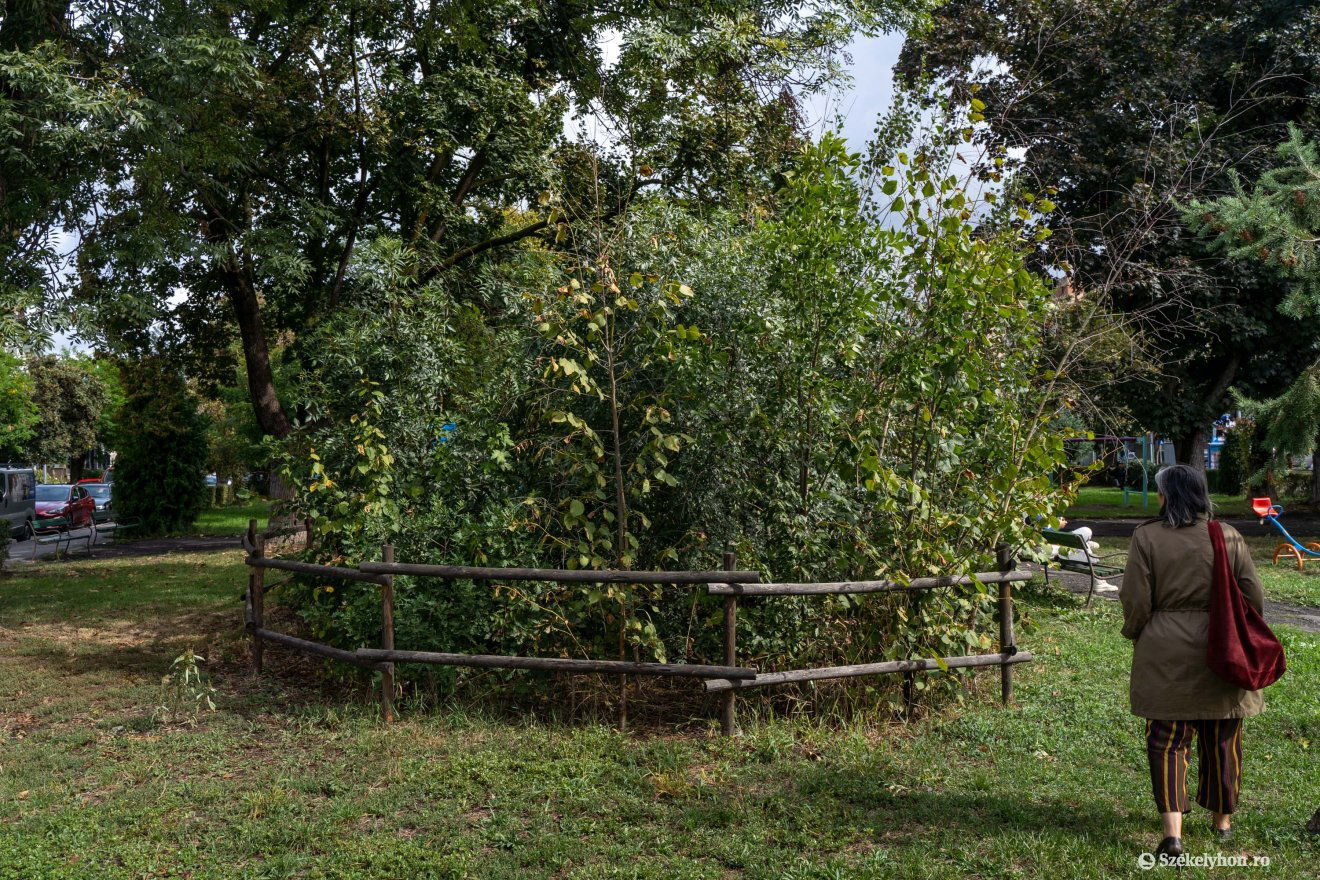 •  Fotó: Haáz Vince