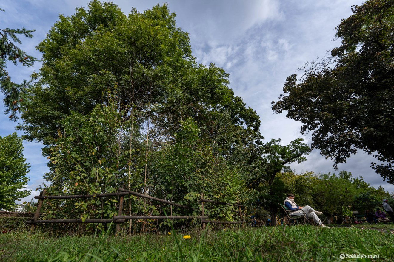 Három év alatt 3–4 méteresre nőttek a fák a Miyawaki-erdőben •  Fotó: Haáz Vince