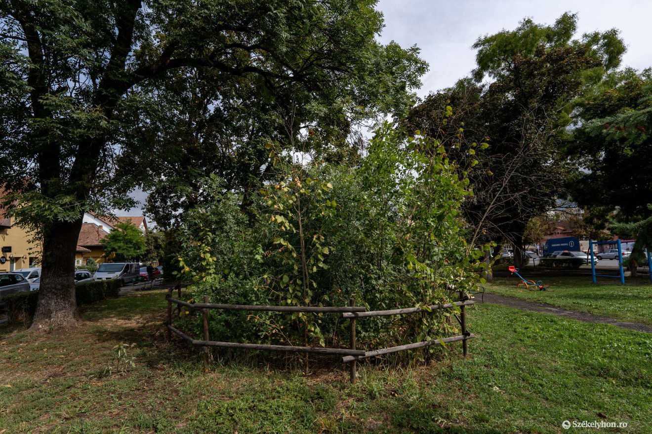 Marosvásárhelyen már két Miyawaki-erdő is van, a fák három év alatt 3–4 méteresre nőttek &bullet;  Fotó: Haáz Vince