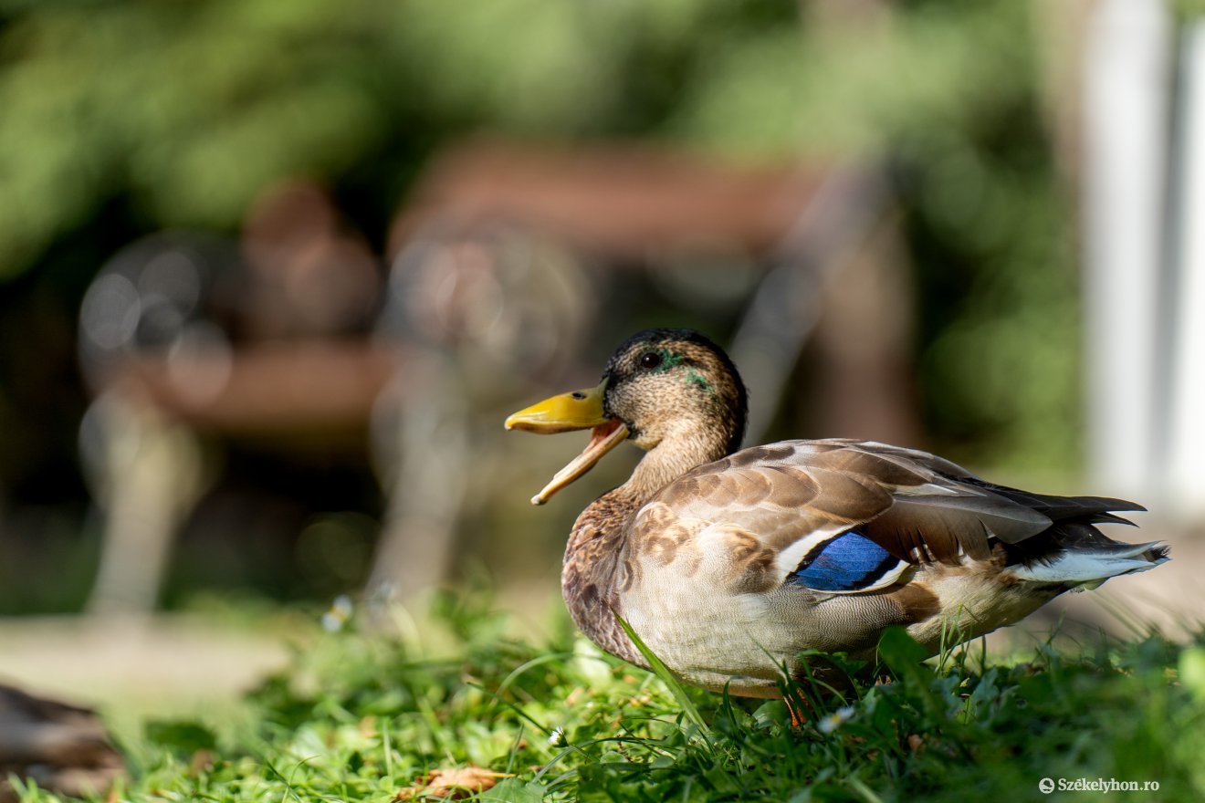 •  Fotó: Haáz Vince