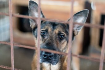 Hálásak egy életre – kutyasorsok a marosvásárhelyi menhelyen
