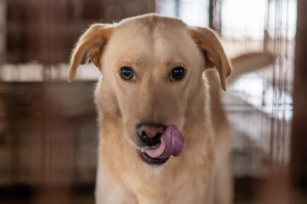 Tilos agyonlőni az idős, beteg háziállatot, két személyt őrizetbe vettek miatta Biharban