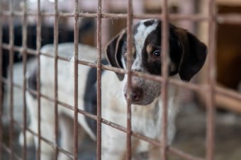 Háromszéki állatvédő a suraiai ügy kapcsán: amíg határozott lépéseket nem vállalunk be, addig csak cinkostársak leszünk