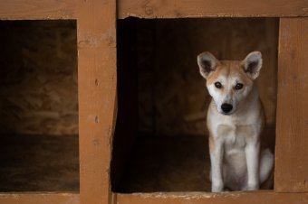 Nincs elég hely a kóbor állatoknak, új menhelyet nyitnának Maros megyében