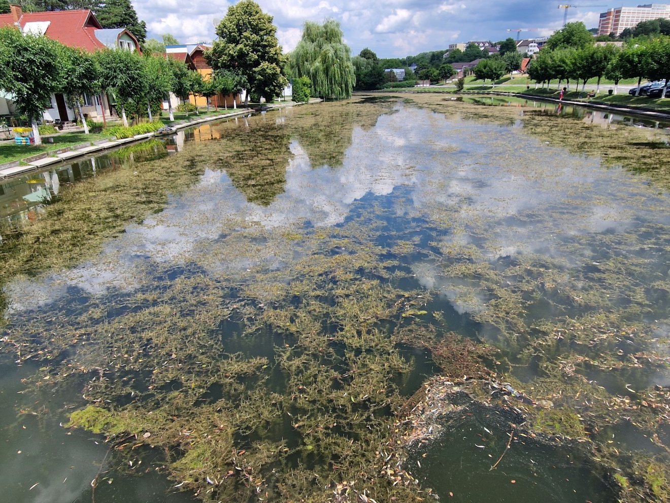 Keresik a megoldást a csónakázót beborító növényzetre •  Fotó: Ábrám Zoltán