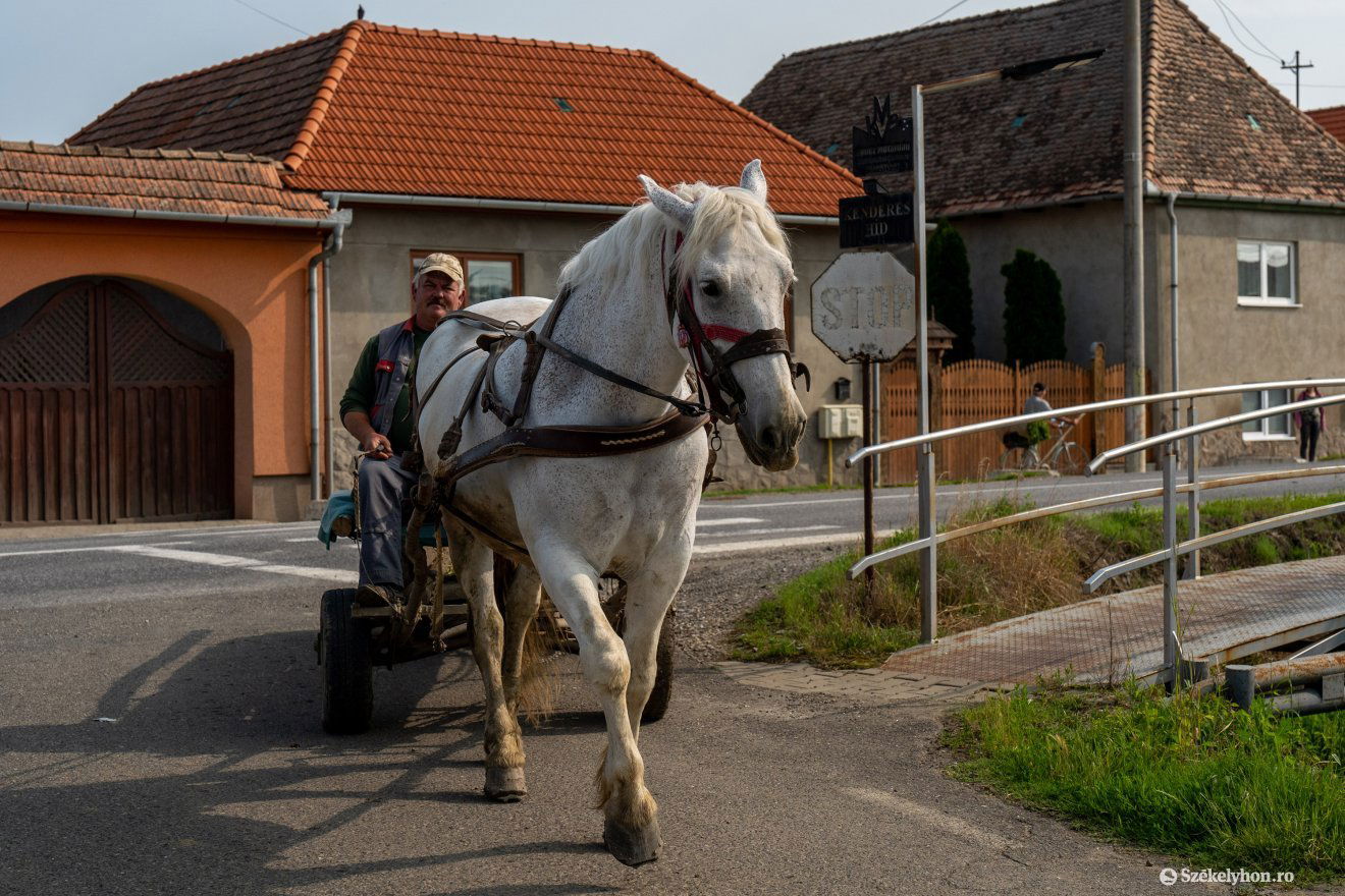 A lovas gazda, aki aggódik •  Fotó: Haáz Vince
