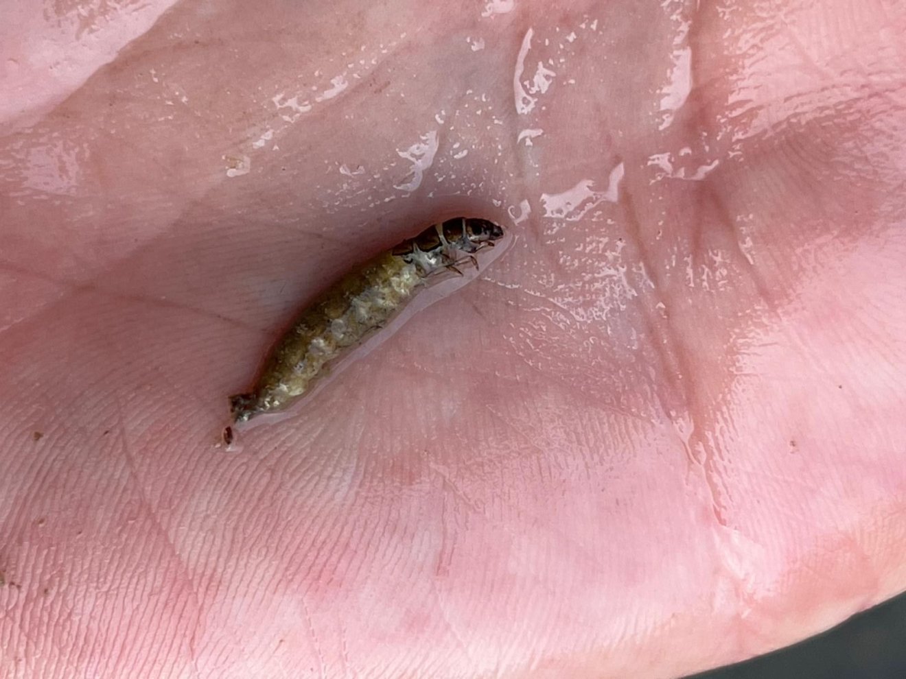 A szövőtegzesek nemzetségéhez (Hydropsyche sp.) tartozó lárvatetem •  Fotó: Zsigmond Andrea-Rebeka