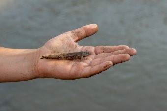 Nem pánikkeltés, hanem realitás: „ez a szennyezés olyan, mint a ciáné”, elpusztul az élővilág a só miatt