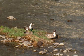 Láthatatlanul vergődő természet a Kis-Küküllő mentén