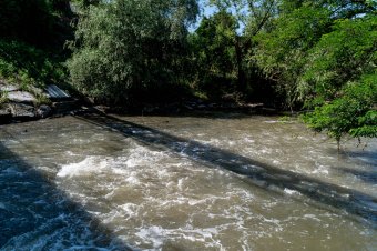 A halak mellett hódok is pusztultak el a sószennyezés miatt