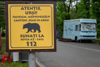 Újból medve jár a Somostetőn