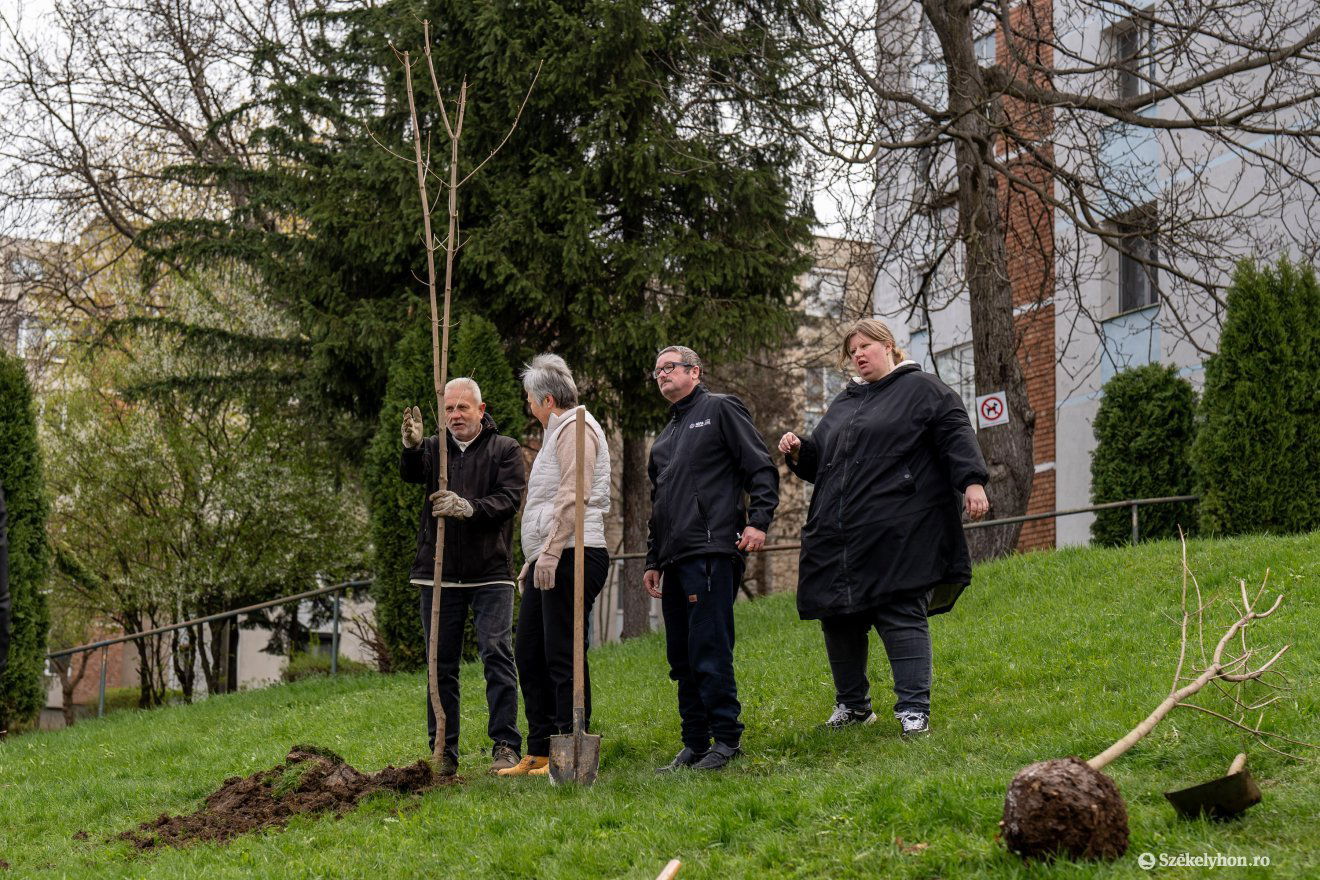Huszonöt fát ültettek el •  Fotó: Haáz Vince