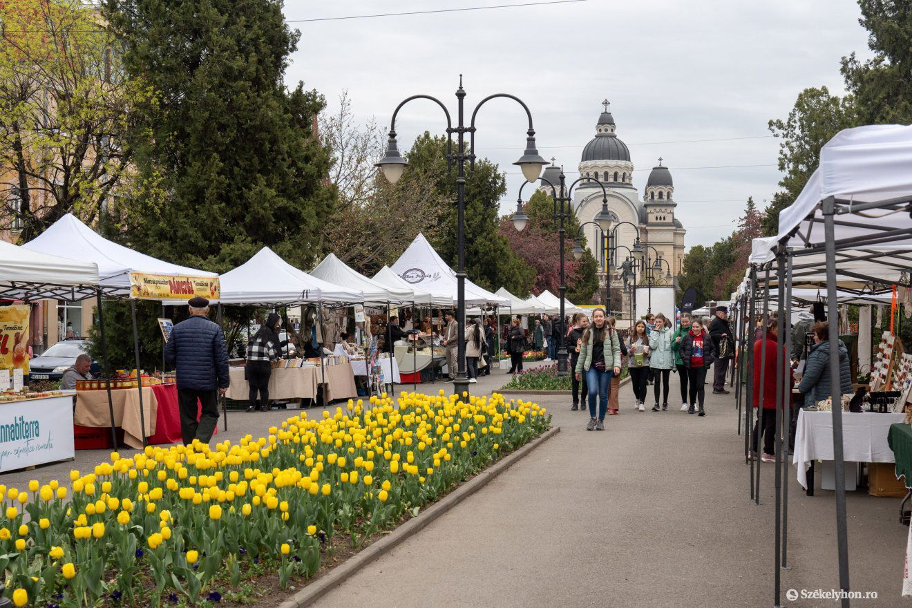 Csodaszép tulipánok és számos stand várja a látogatót •  Fotó: Haáz Vince