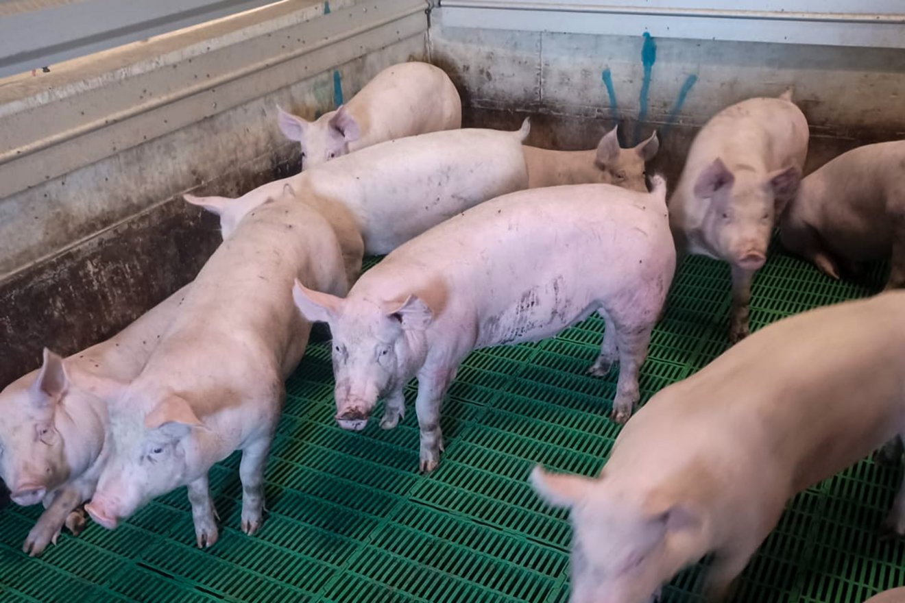 Csak az alkalmazottak léphetnek be az állatok közé 