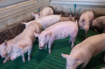Újabb csarnokokkal bővítették a sertésfarmot