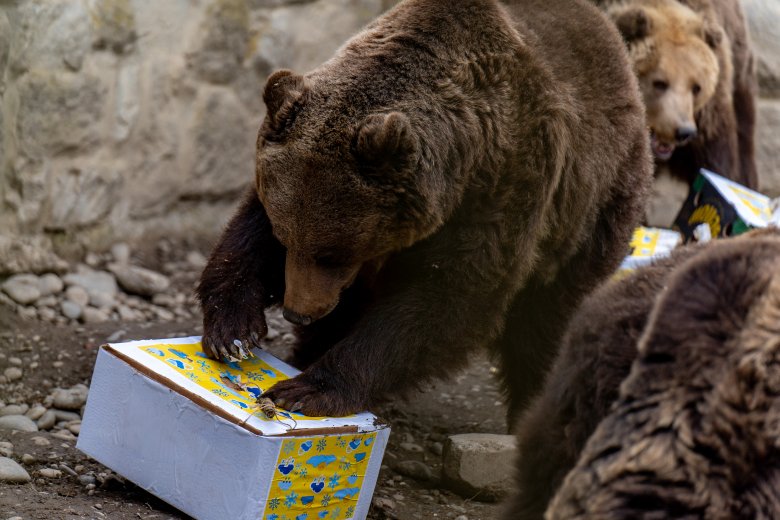 Időjósló medvenapra és látványetetésre várja a látogatókat a Marosvásárhelyi Állatkert